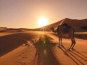 Sunrise in the desert with a camel