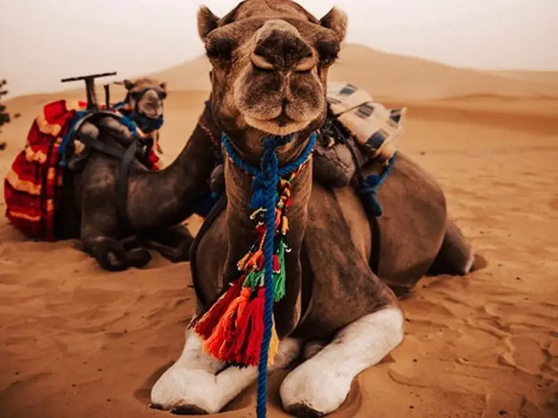camel trekking in Merzouga