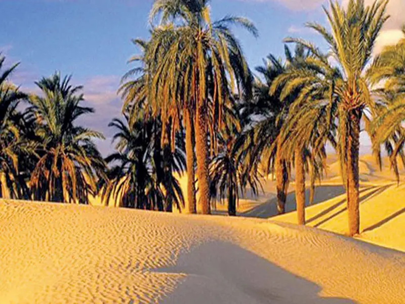 Palms in Arfoud