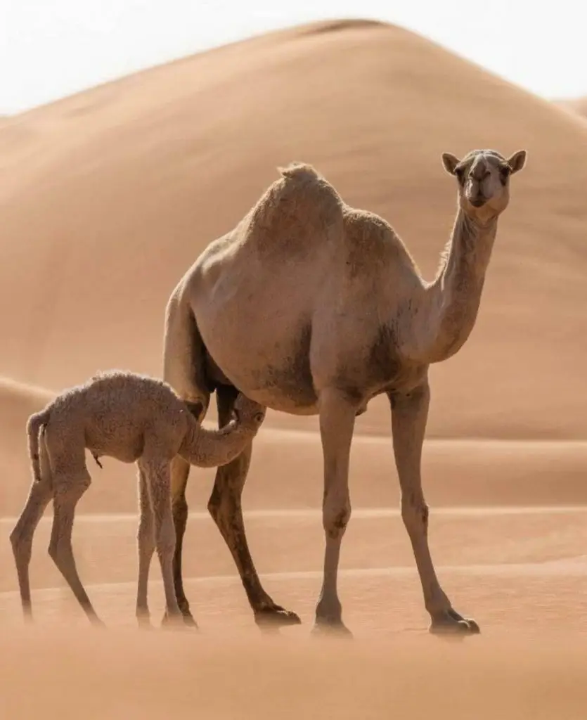 camel tours