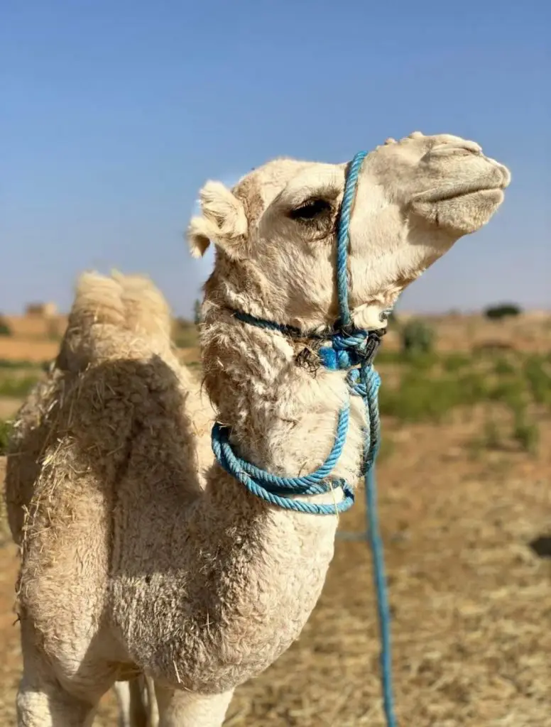 camel trips in Morocco