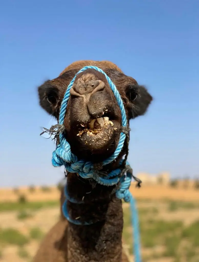 Sahara camel ride