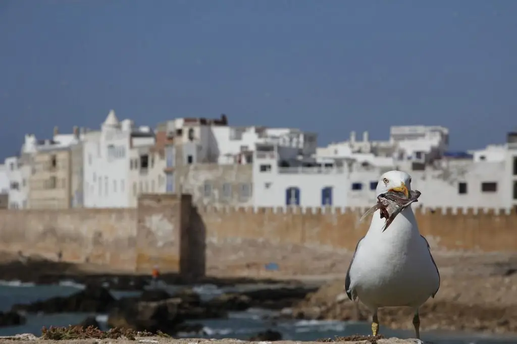 Essaouira beach