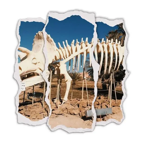 Erfoud fossils