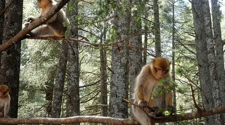 Morocco Forestes