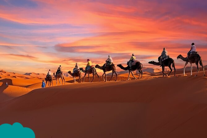 Camel caravan in the Sahara Desert under clear skies during Morocco Christmas holidays.