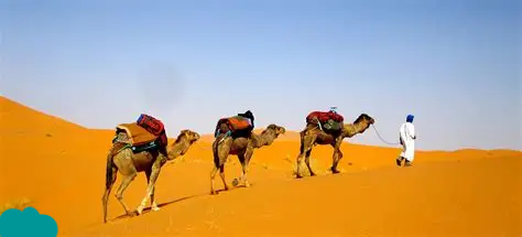 Camel caravan crossing the Sahara Desert under clear winter skies during Morocco December holidays.